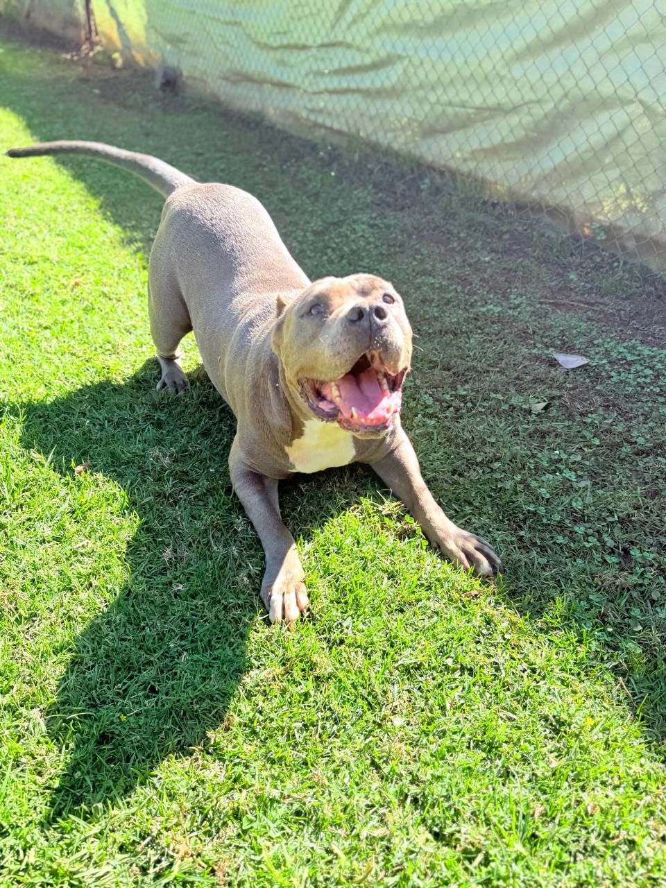 The Dog Who Touched a Community’s Heart Is Still Hoping for a Second Chance