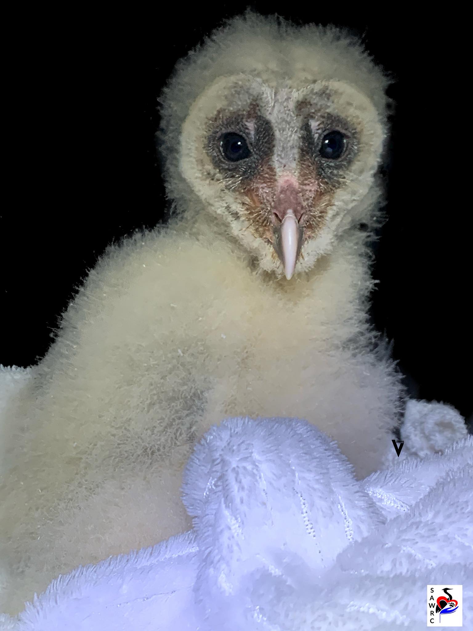 Little Barn Owl Found 300km From Home Gets a Second Chance