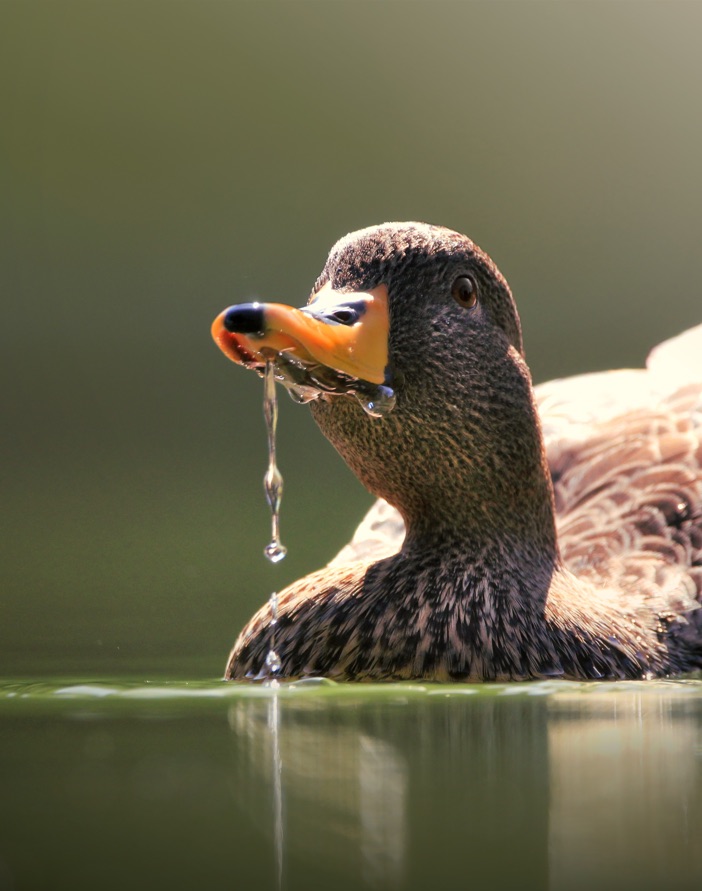 BirdLife South Africa Photography Competition