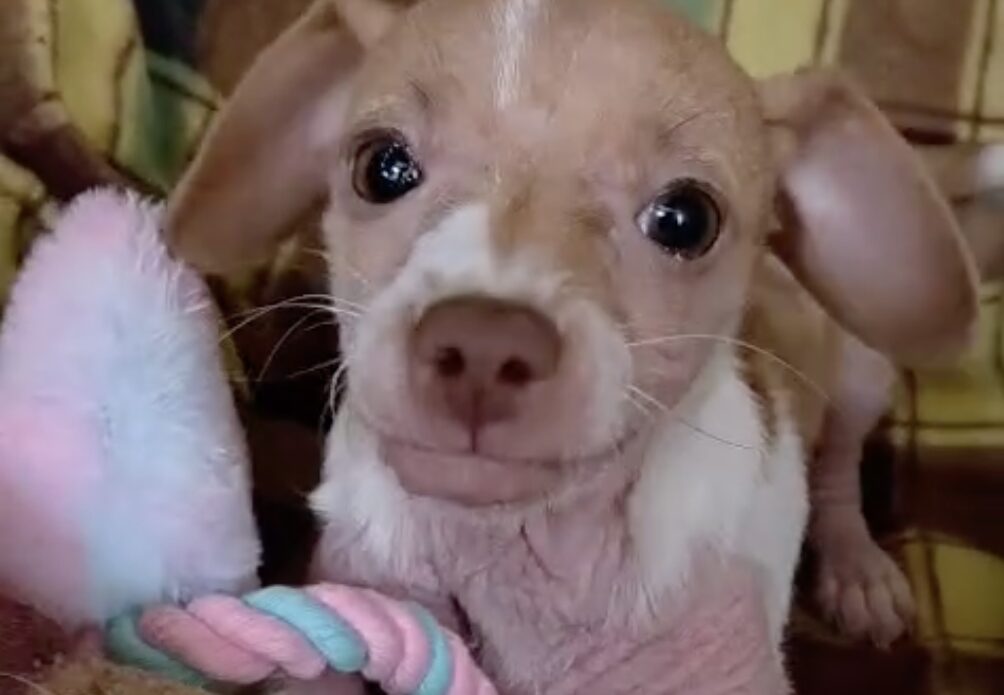 Bath Time Puppy