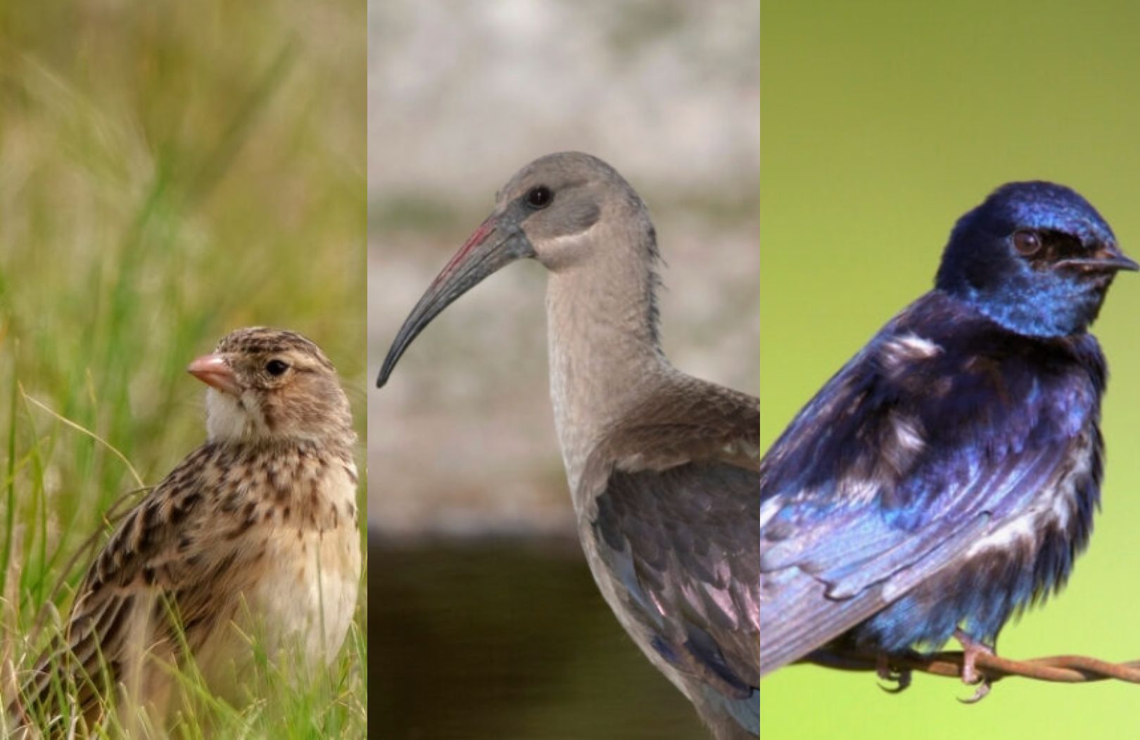 bird of the year