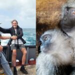 Monkey Helpline