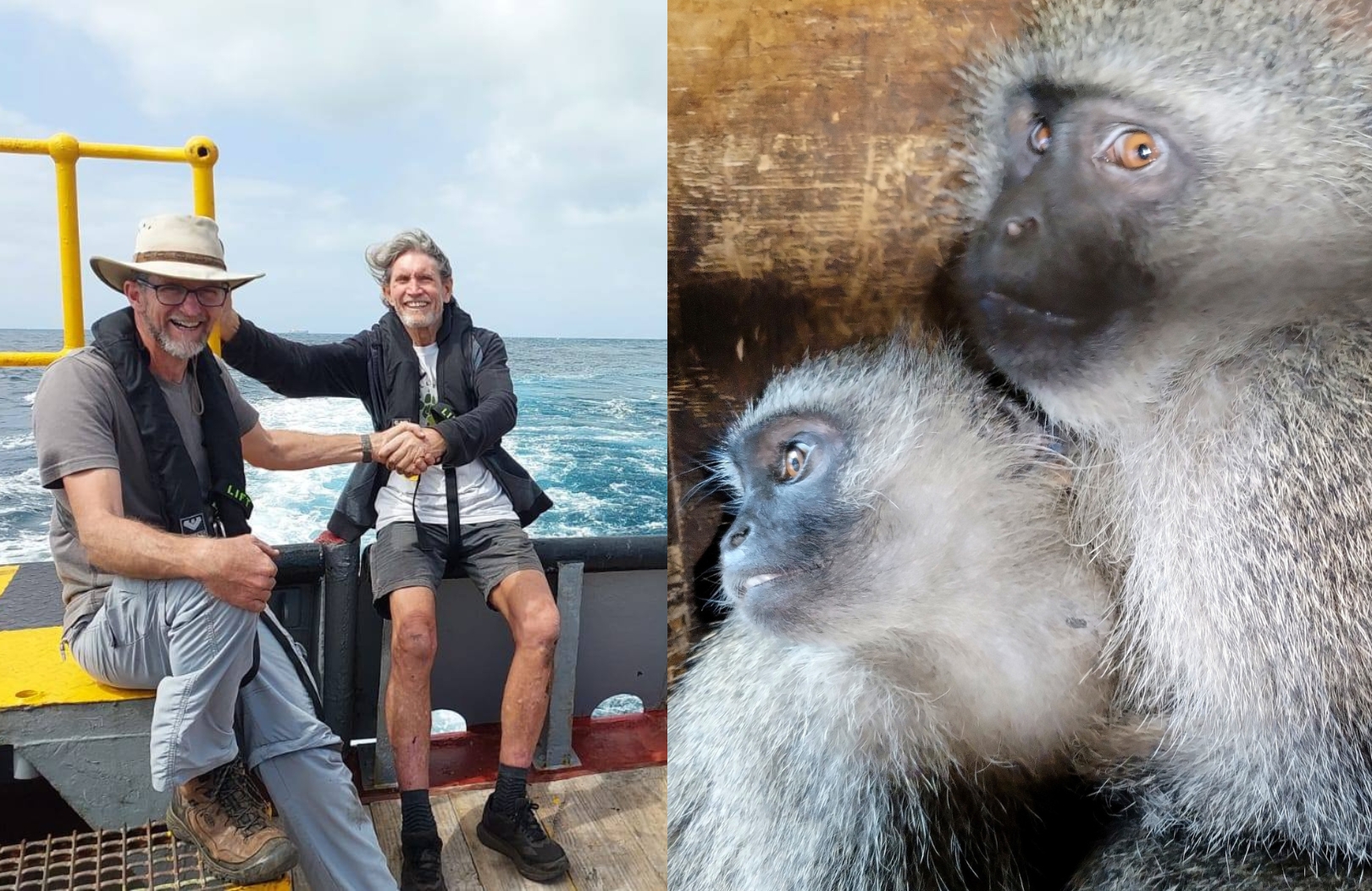 Monkey Helpline