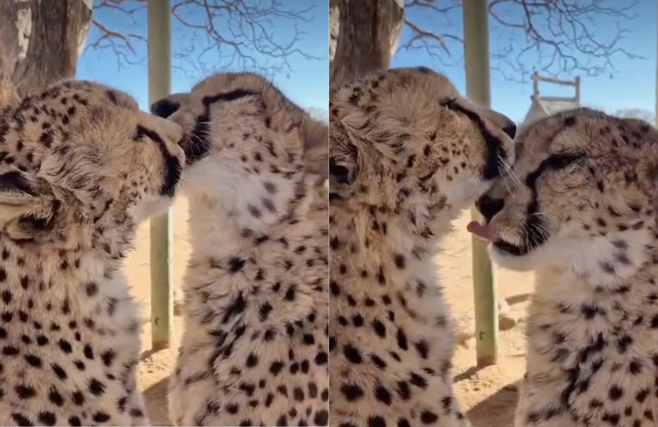 Cheetah Conservation Fund