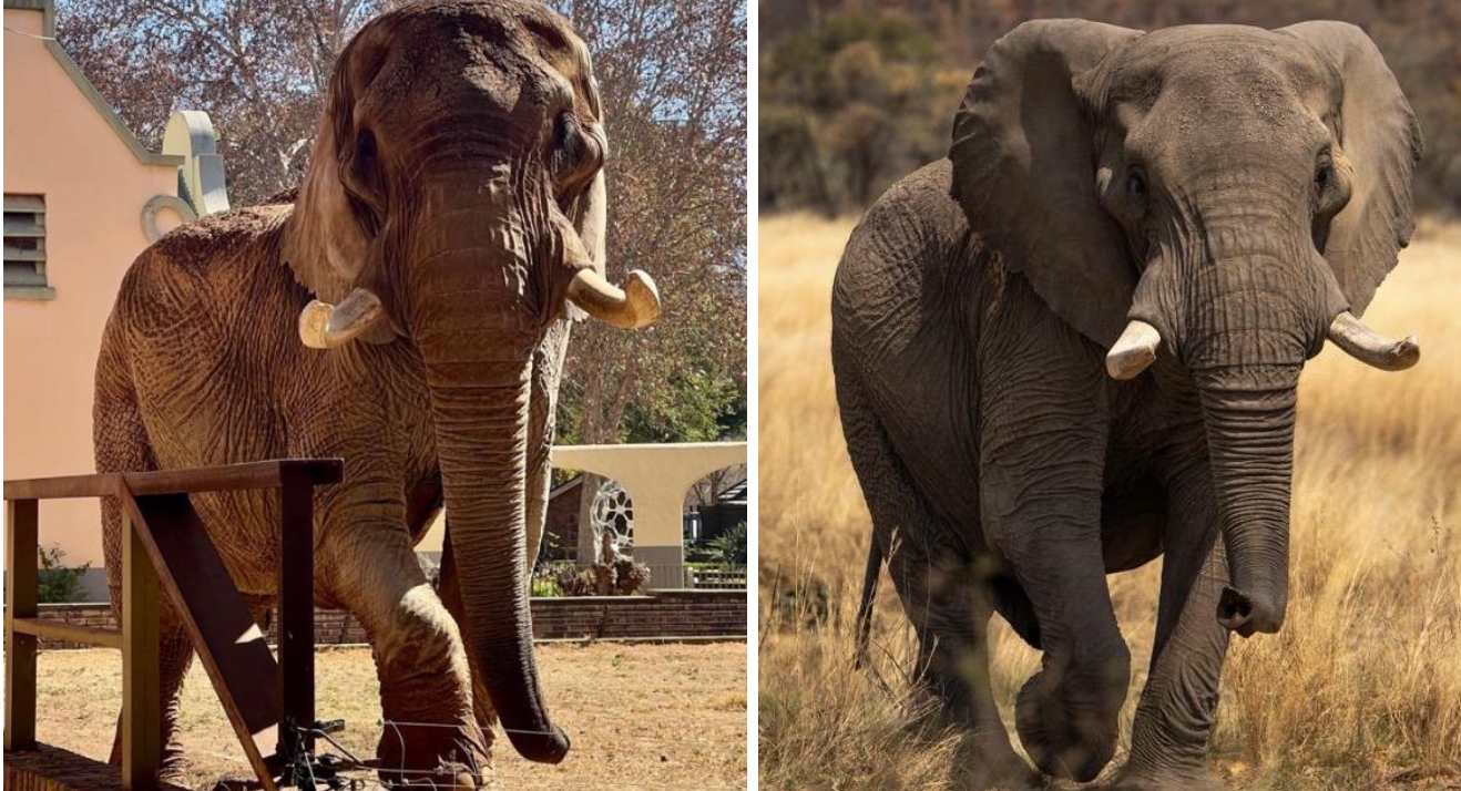 Duma the Elephant Finds Freedom After 40 Years