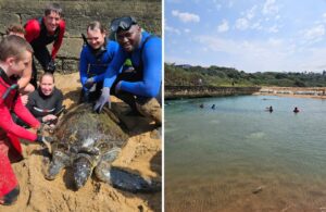 2 Green Sea Turtles