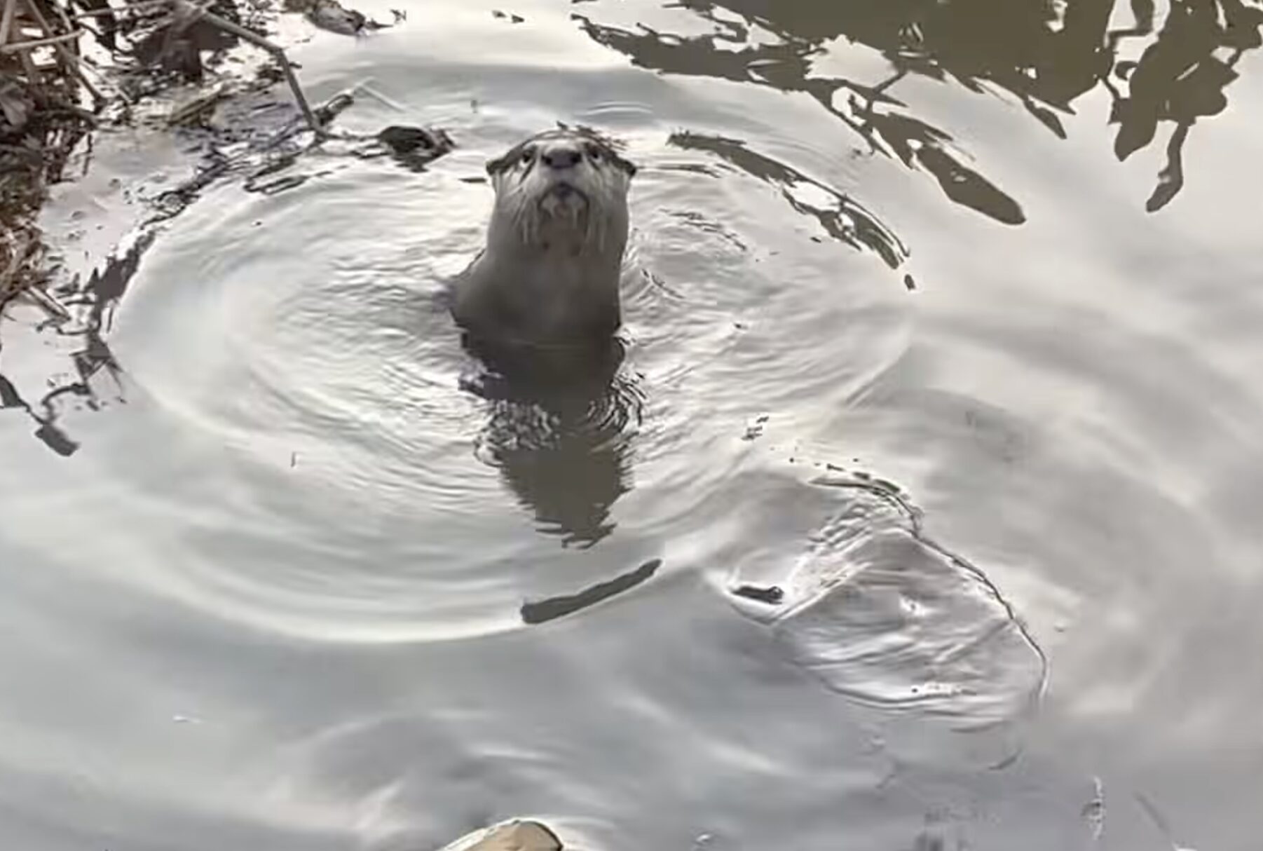 Otter Johannesburg