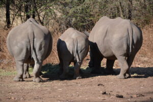 Rhino Dehorning