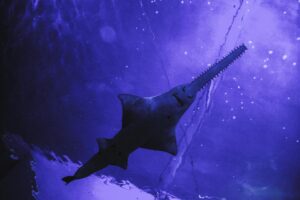 sawfish south africa