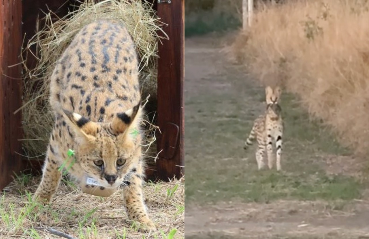 Serval