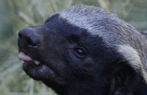 stoffel honey badger