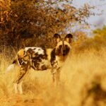 wild dog