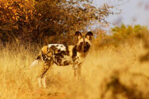 wild dog