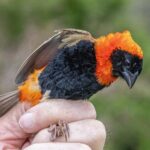 Bird Ringing