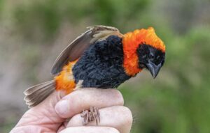 Bird Ringing