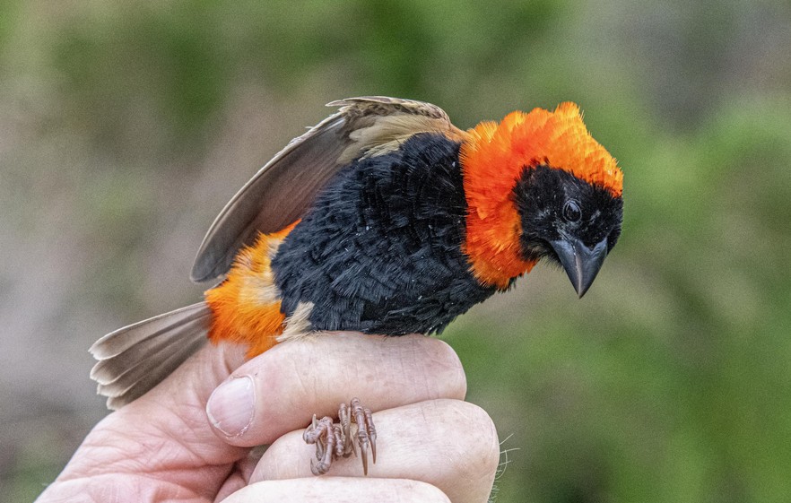 Bird Ringing