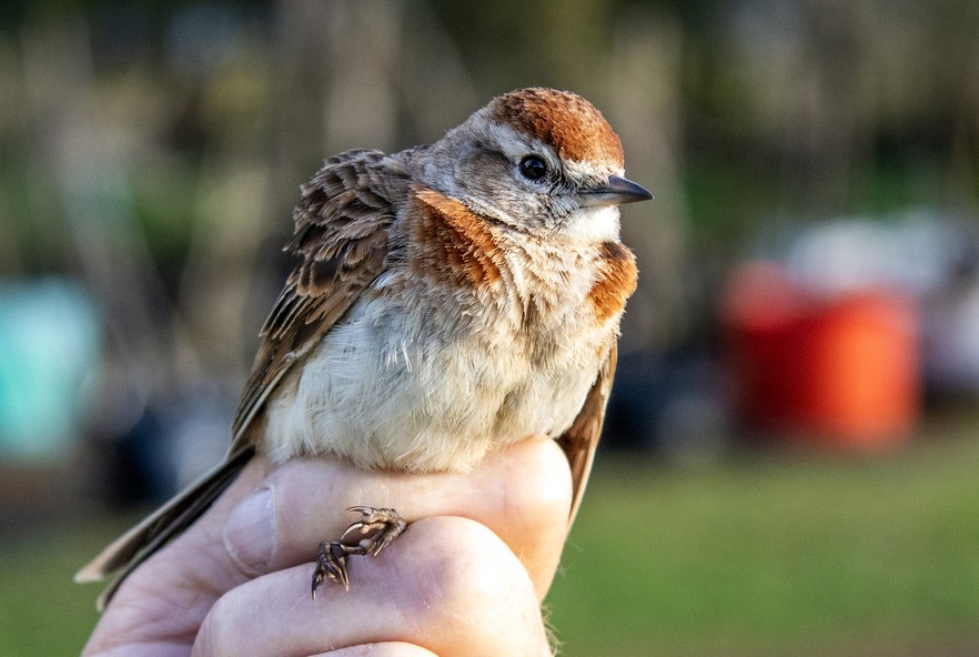 Bird Ringing