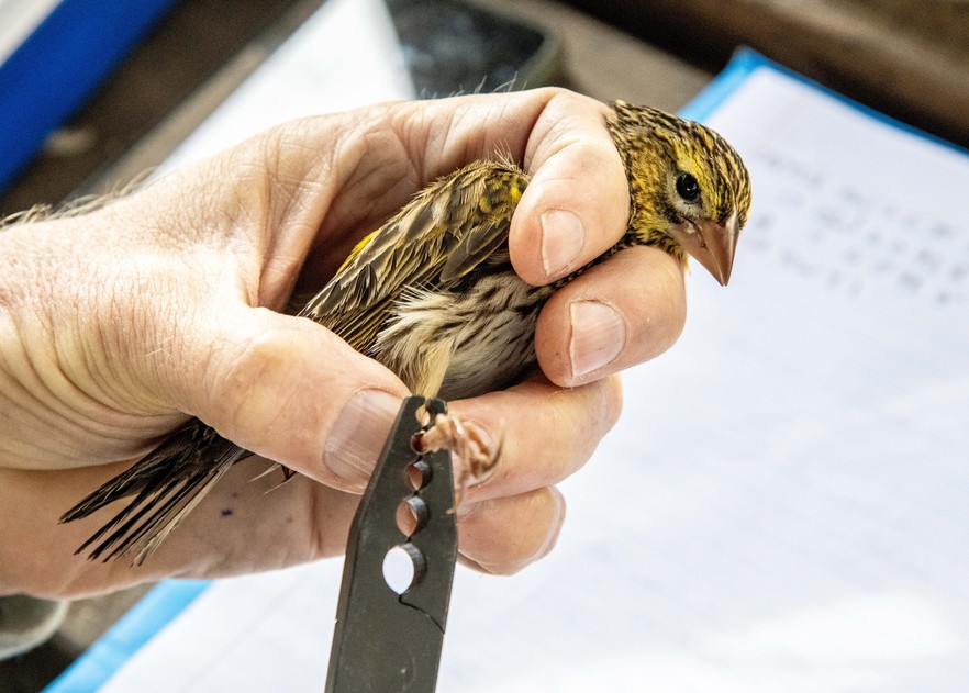 Bird Ringing