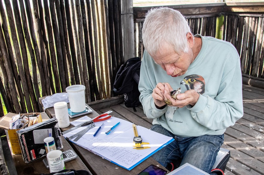 Bird Ringing