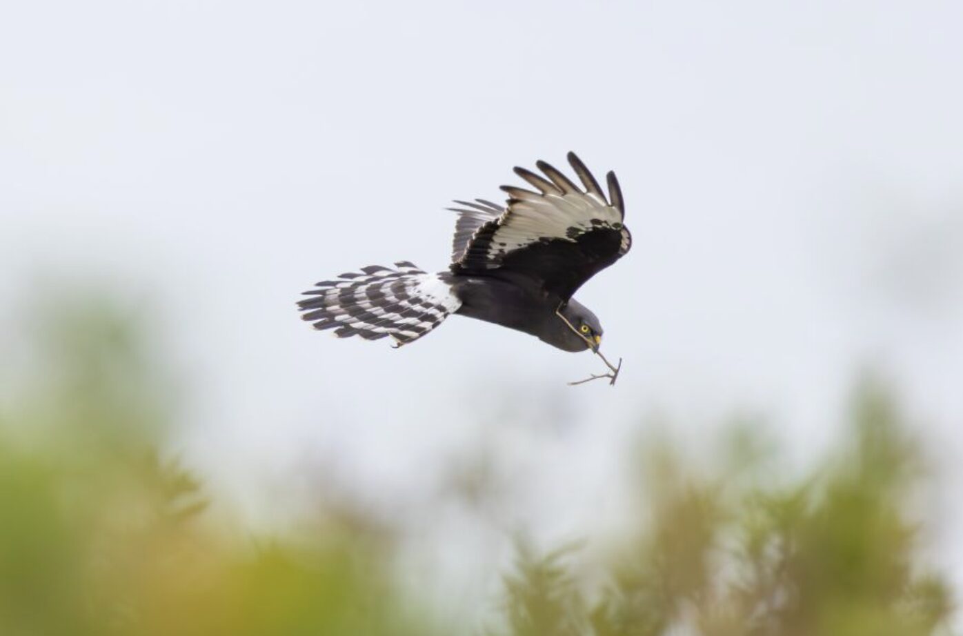 Meet South Africa’s Bird of the Year for 2026!