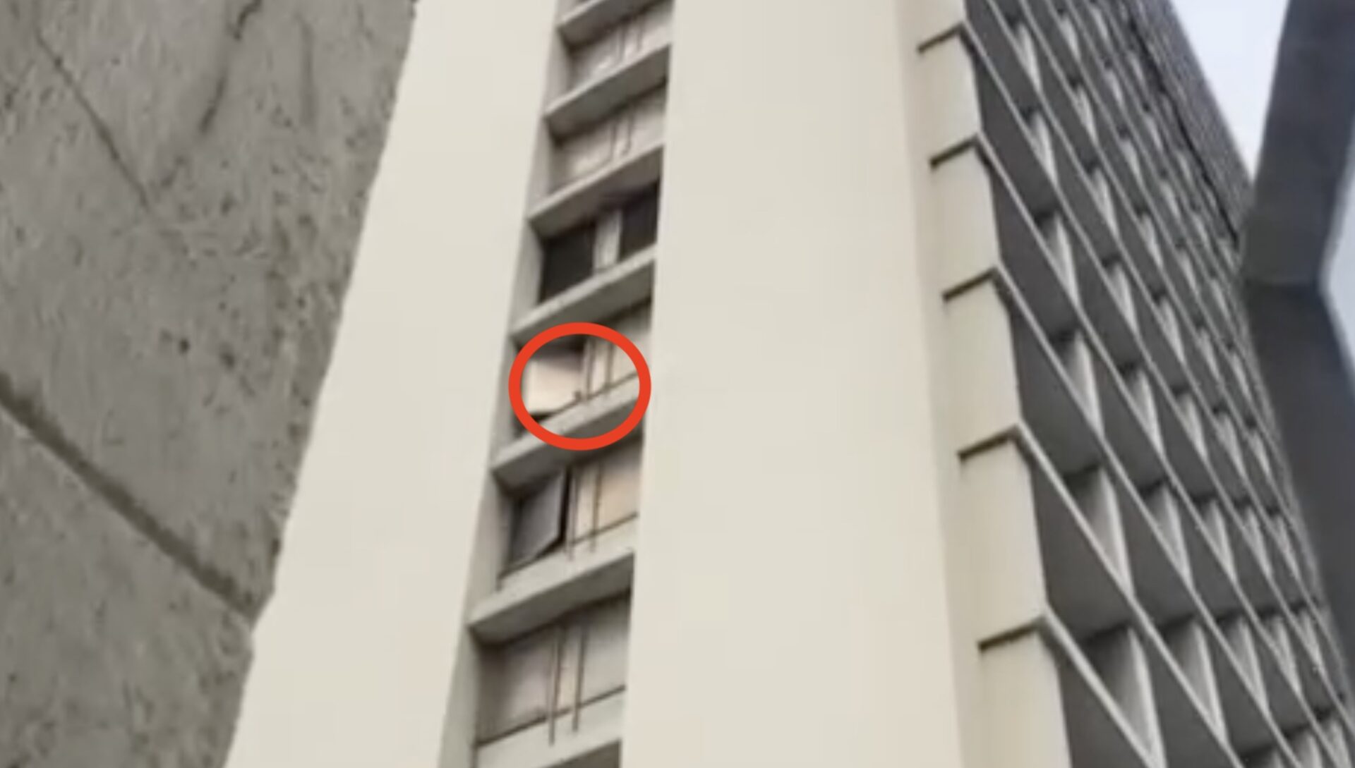 Durban’s 16-Storey Rescue: How a Kitty Named Saltori Found Hope Again