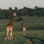 Giraffes