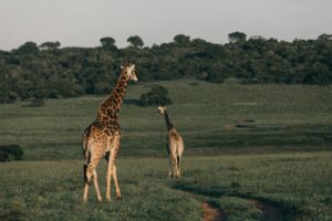 Giraffes