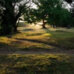 Discover Joburg’s Best-Kept Secret: The Magic of Jozi Trails