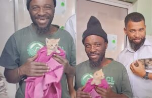Kittens
