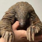 Pangolin