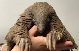 Pangolin