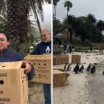 11 Endangered African Penguins
