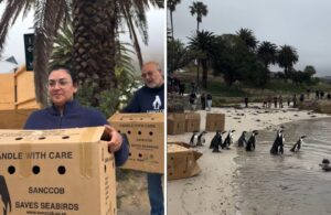 11 Endangered African Penguins
