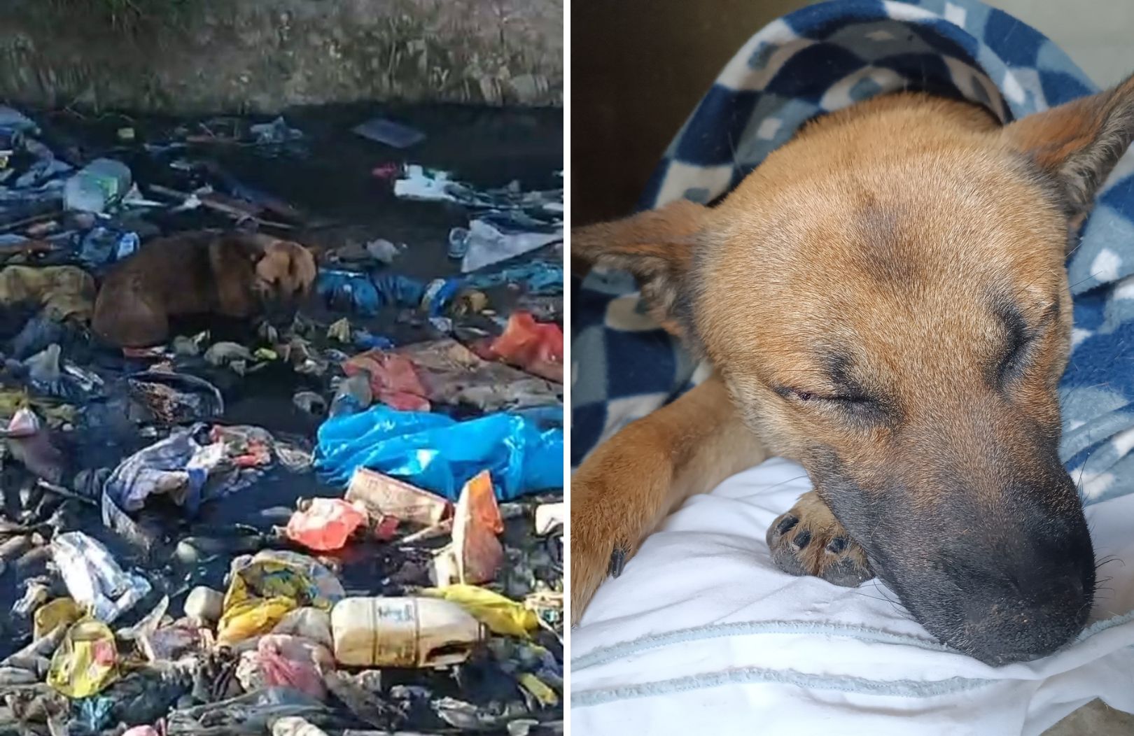 Dog 24-Hour Ordeal
