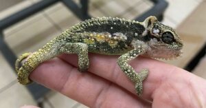 Chameleon