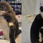 african penguin