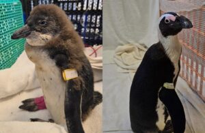 african penguin