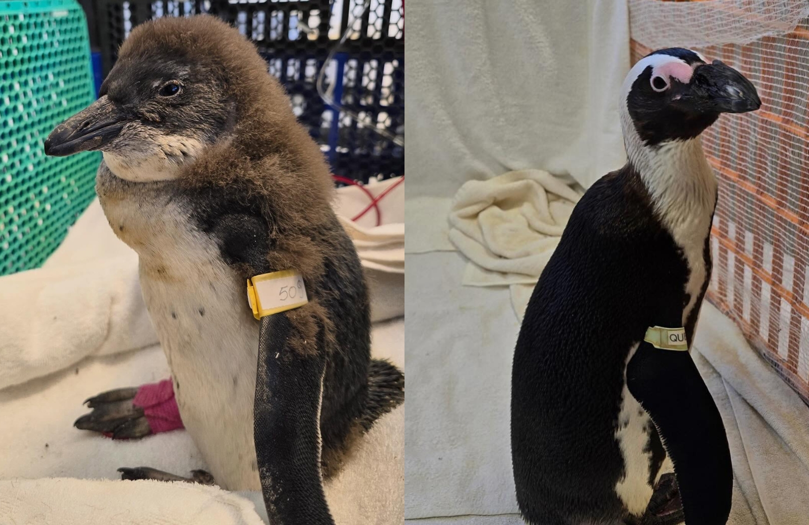 african penguin