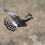 Meet South Africa’s Bird of the Year for 2026!