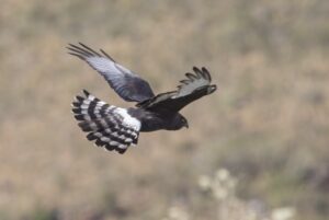 Meet South Africa’s Bird of the Year for 2026!