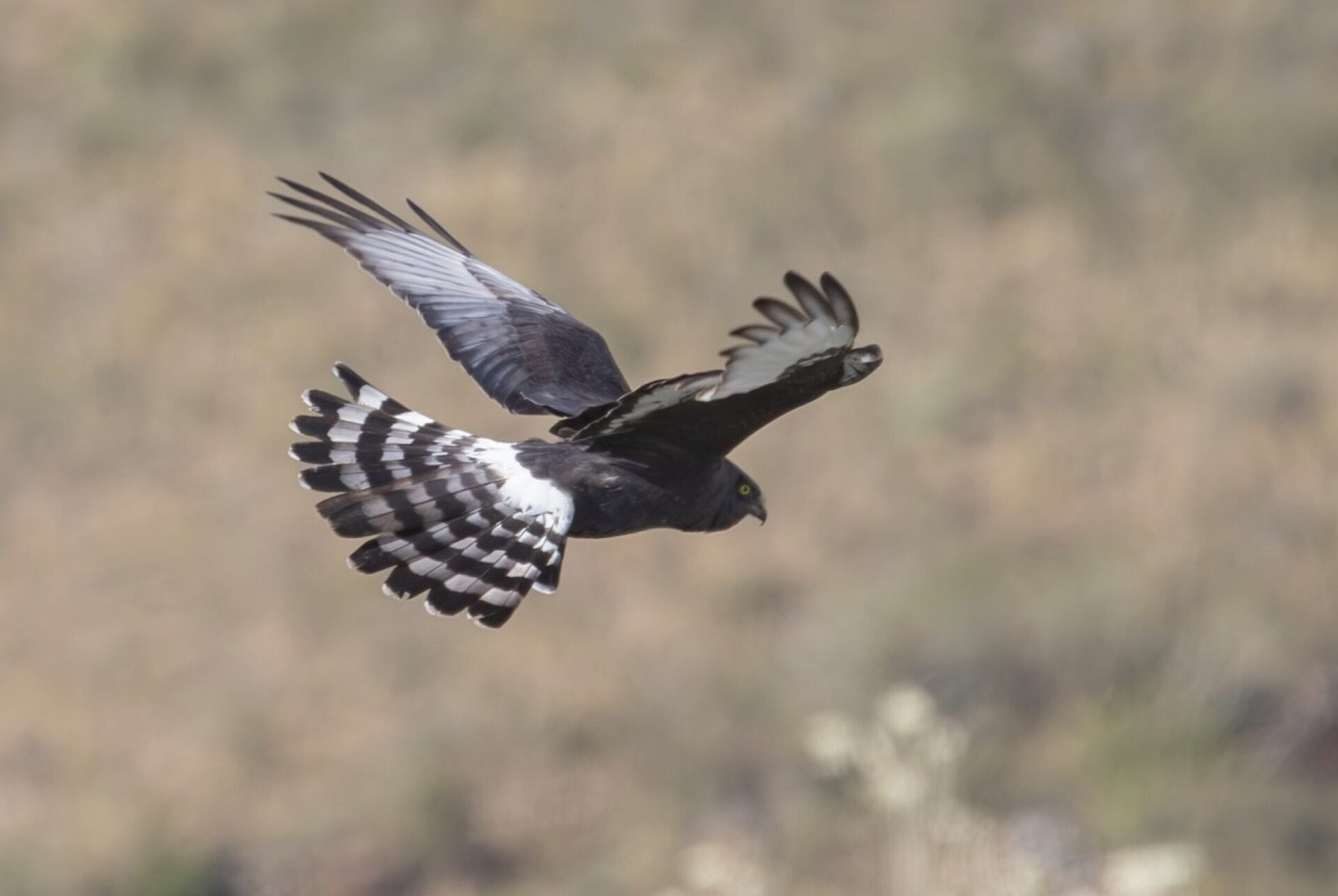 Meet South Africa’s Bird of the Year for 2026!