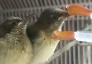 Nectar Birds