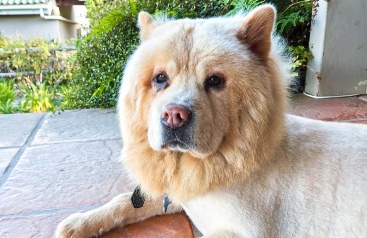 Teddy