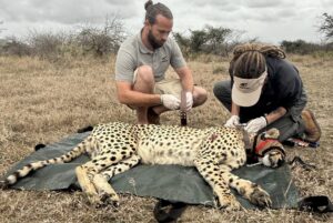 cheetah metapopulation