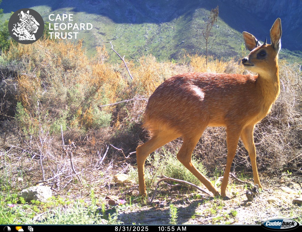 Cape Leopard Trust