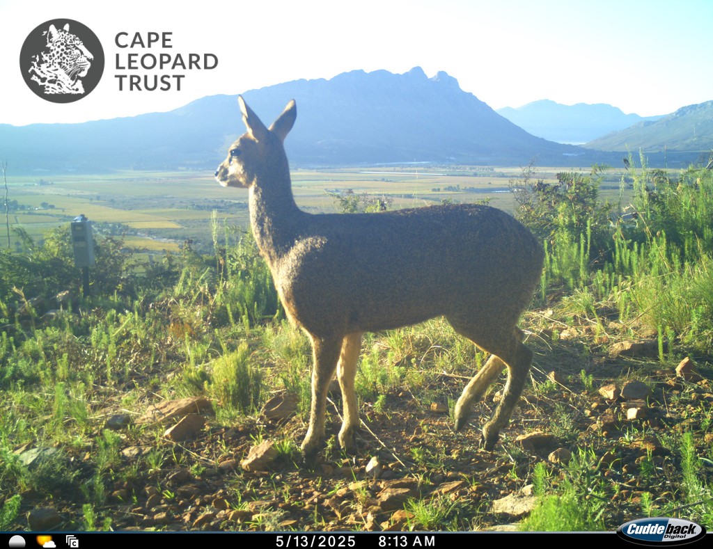 Cape Leopard Trust