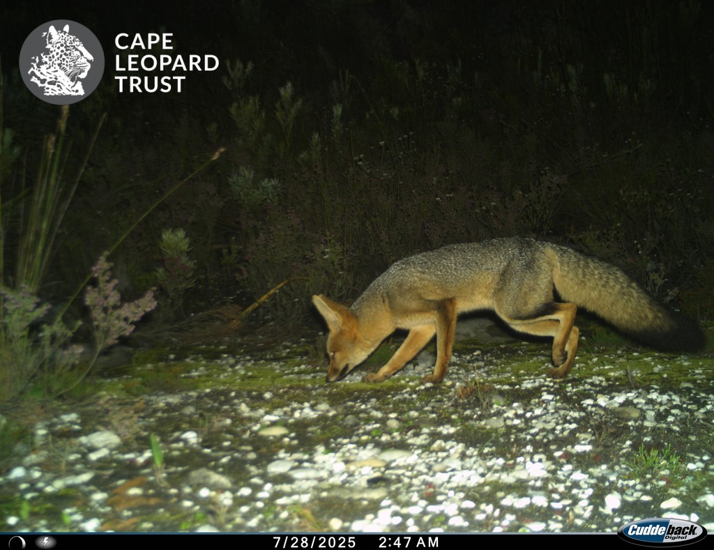 Cape Leopard Trust