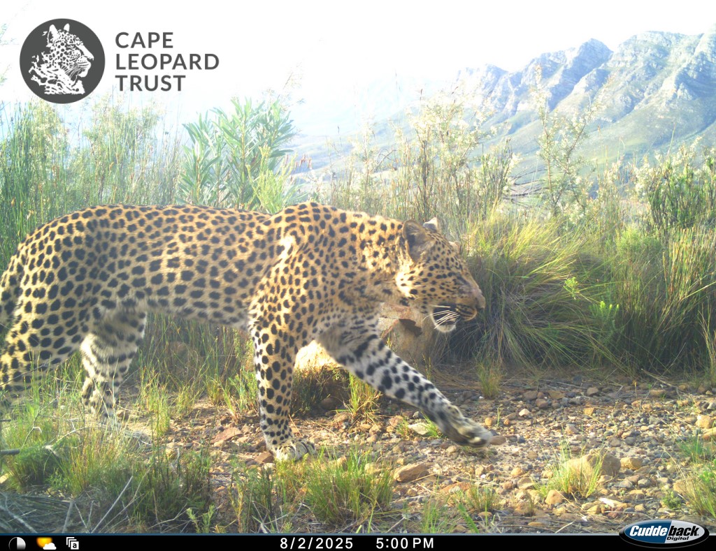 Cape Leopard Trus