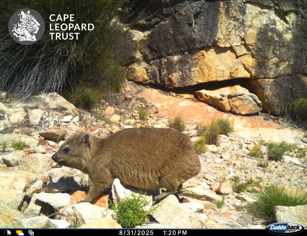 Cape Leopard Trust