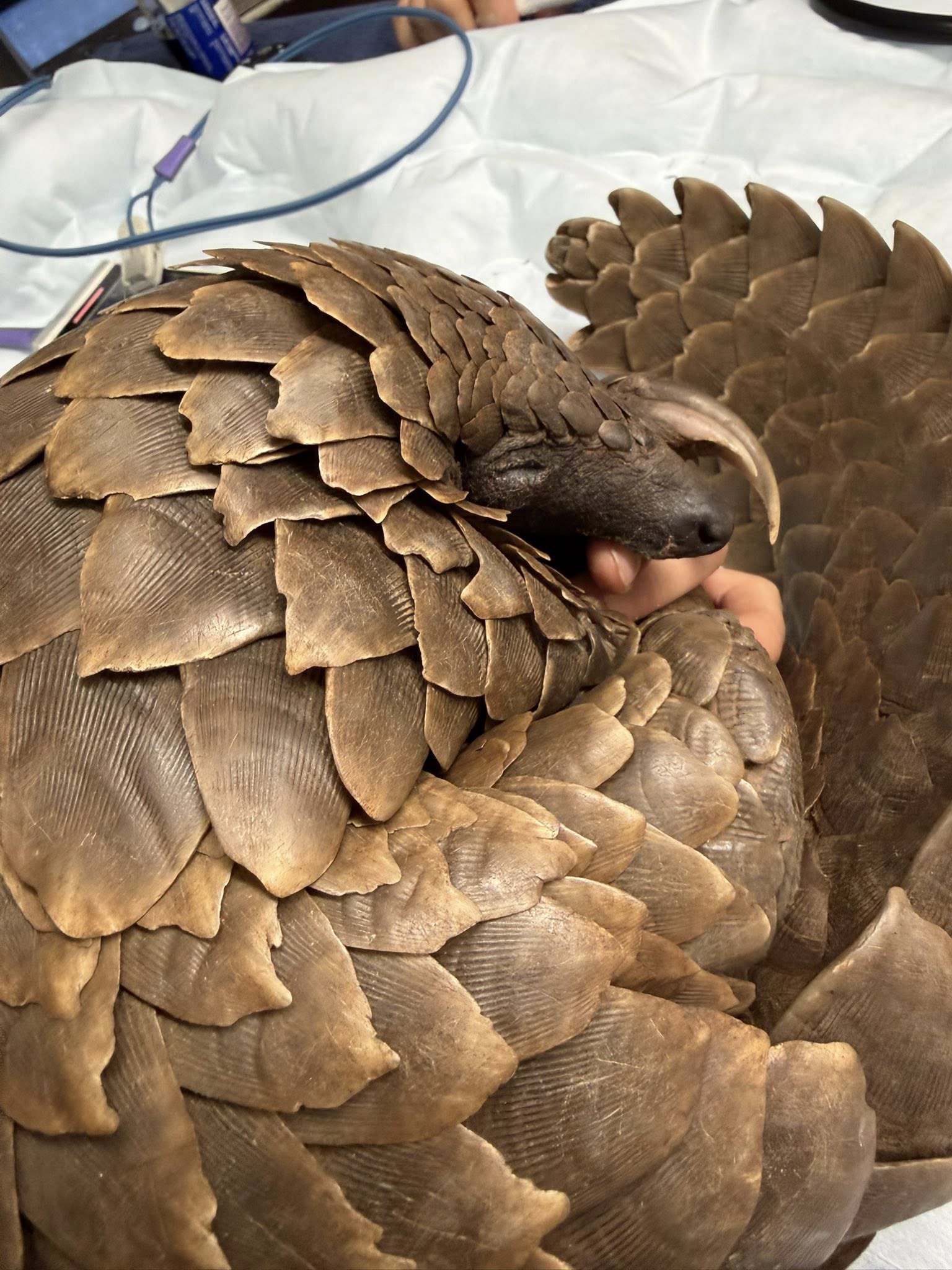 Kindness in Action: South Africans Unite to Rescue Endangered Pangolin